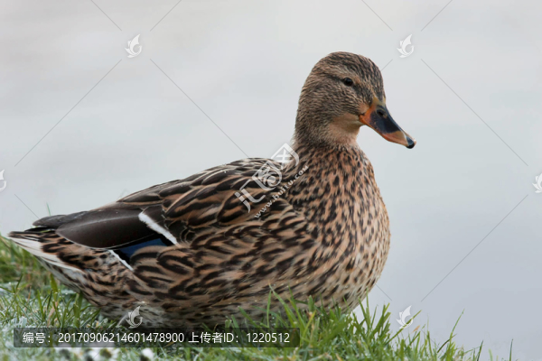 鴨