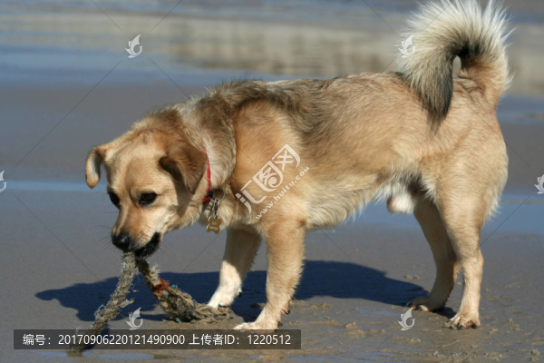 瓦特拔河