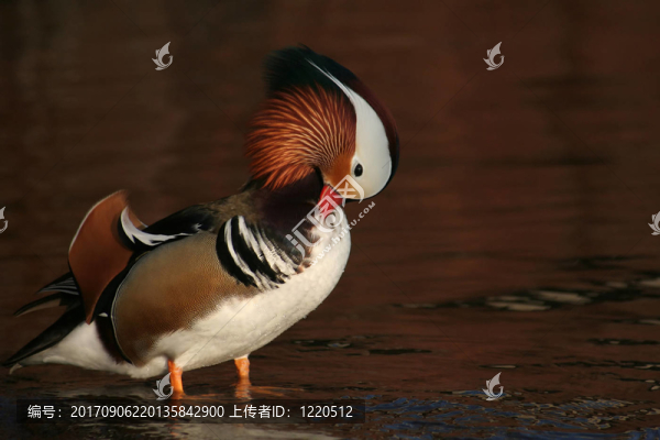 凈化