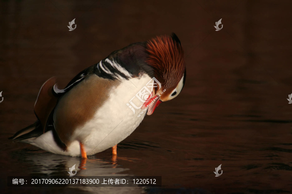 凈化