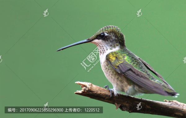 鳥類