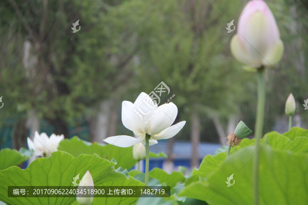 荷花