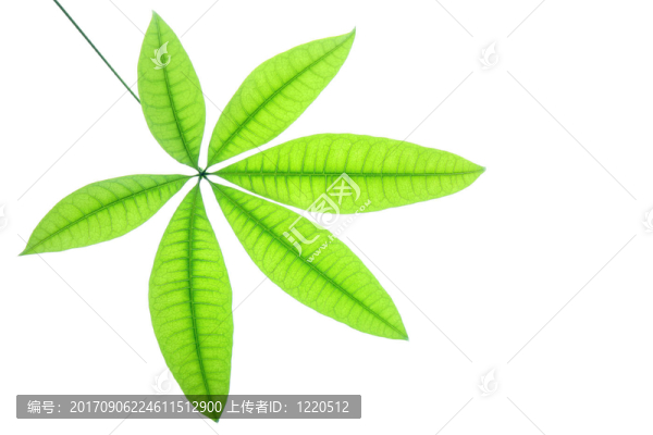 簡單的綠色