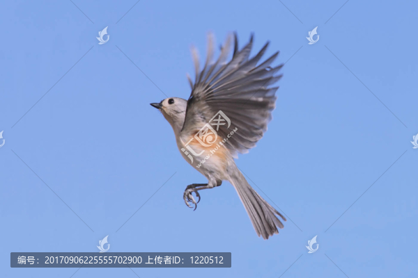 飛行