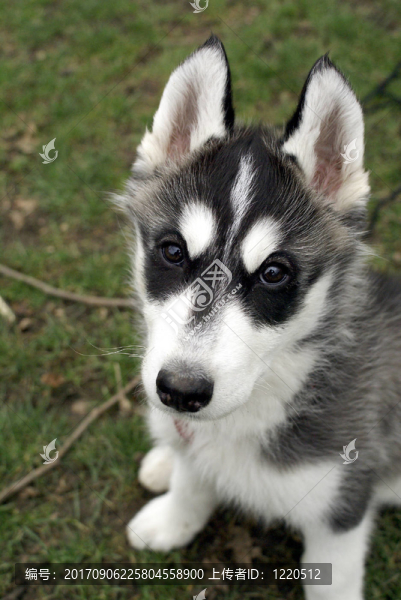 哈士奇幼犬