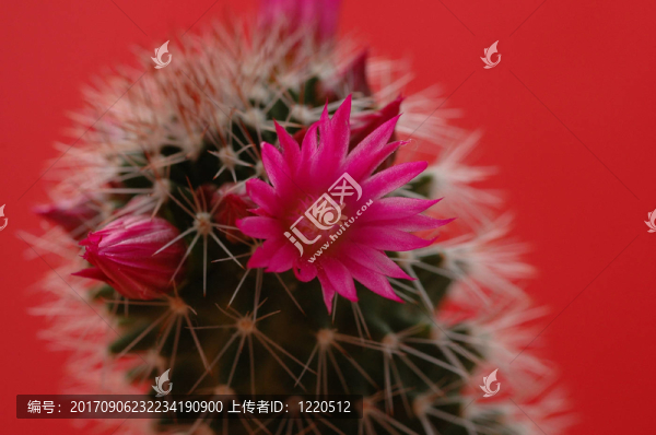 仙人掌花