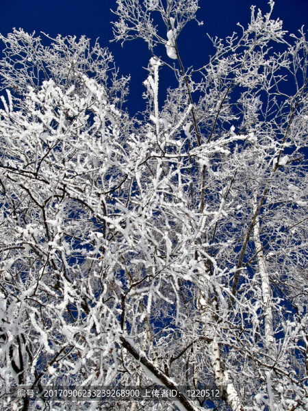 雪樹