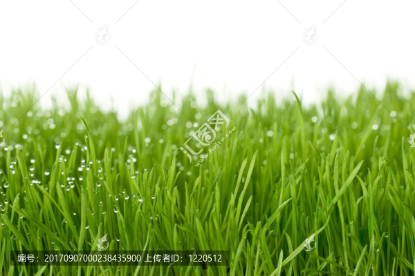 草地