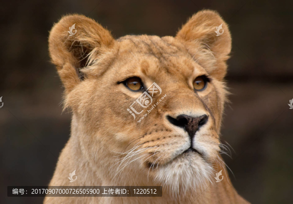 獅子