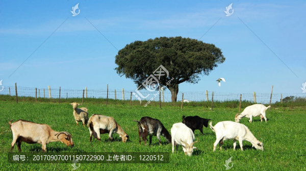 農業(yè)
