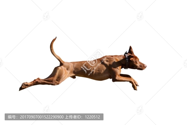狗