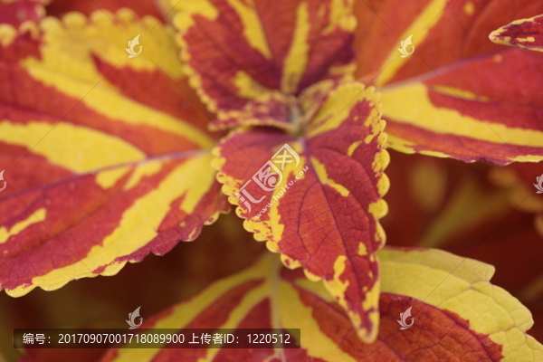 花卉