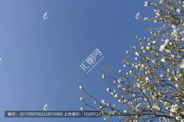 樹