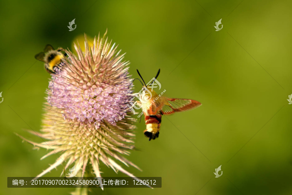 Hummel愛好者