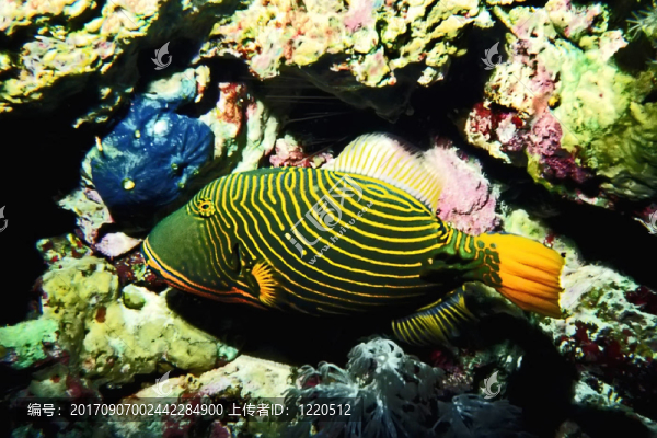 橙色的魚