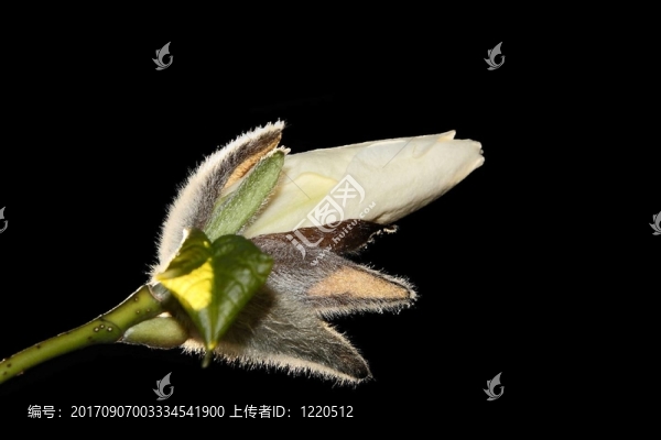 閃耀