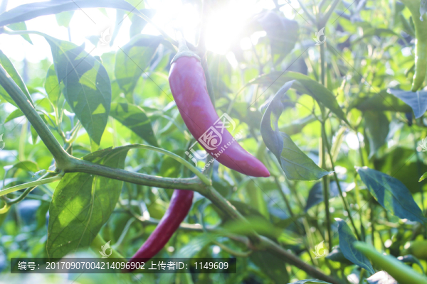 紅辣椒