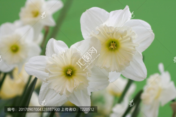 水仙花