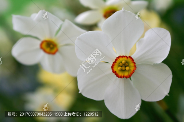 水仙花