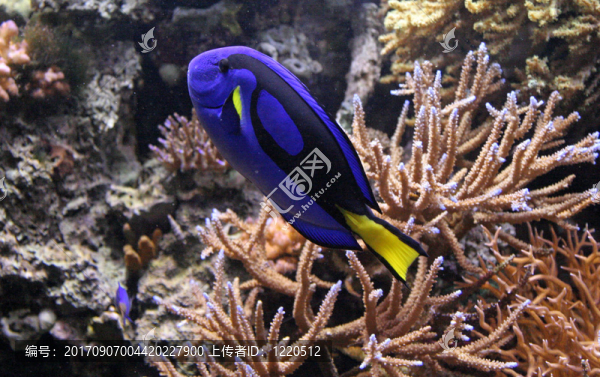 paracanthurus
