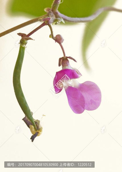 青豆