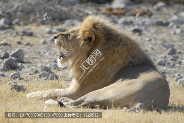 獅子打哈欠