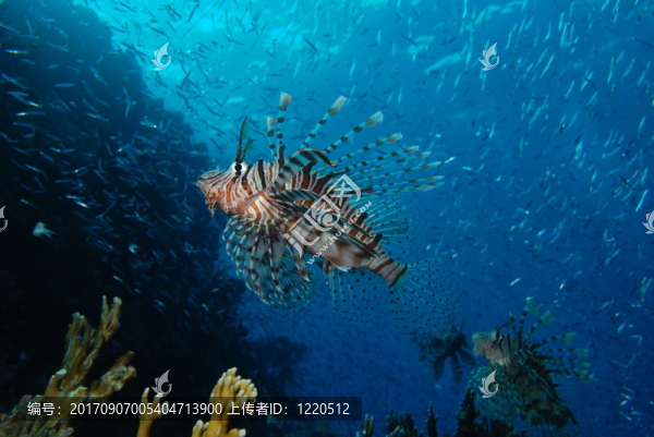 獅子魚狩獵
