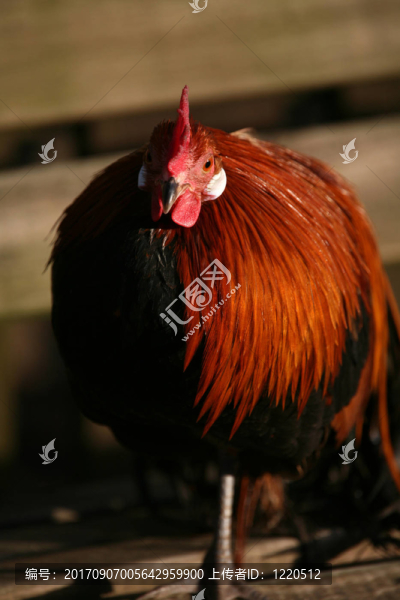 矮的鳳凰