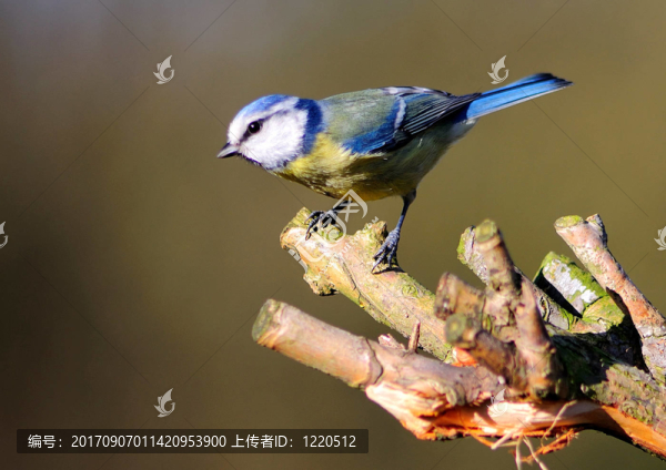 bluetit