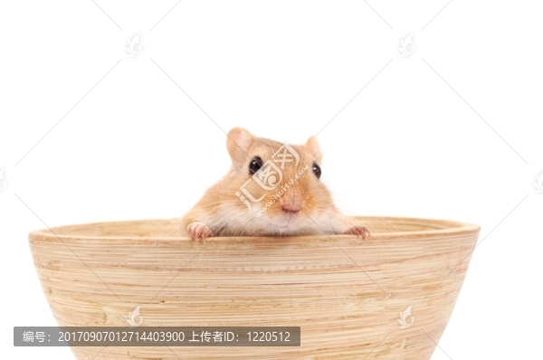 小老鼠聰明