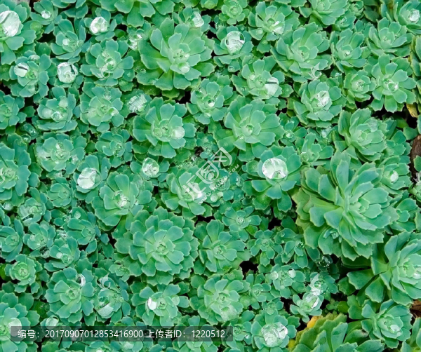 露水