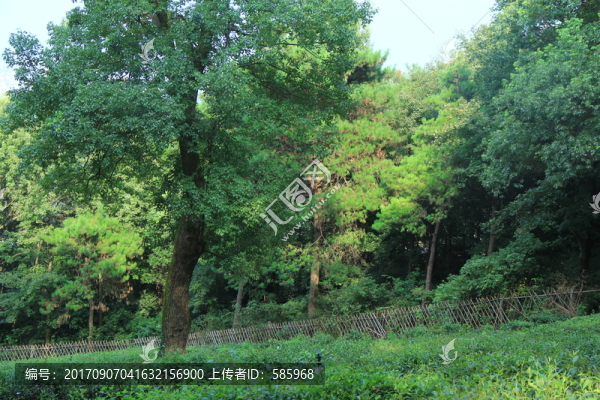岳麓山茶園