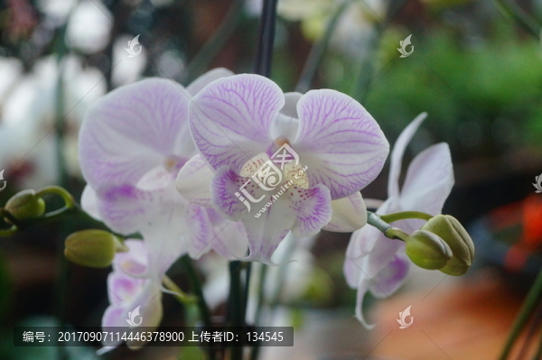 蝴蝶蘭