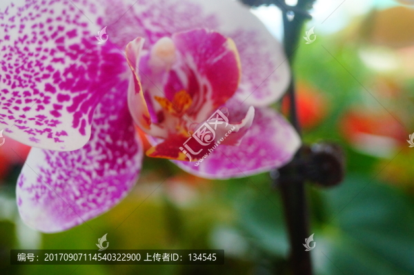 蝴蝶蘭