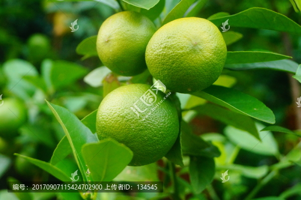 檸檬果