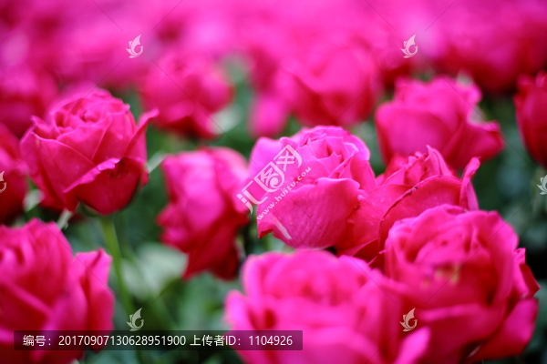 唯美玫瑰花