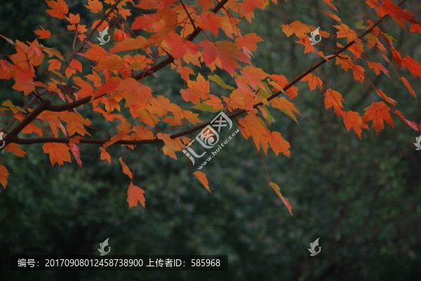美國紅楓
