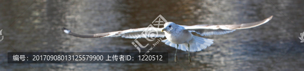 海鷗