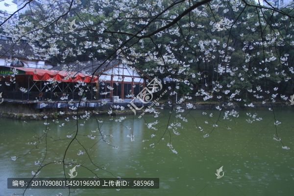 櫻花雨