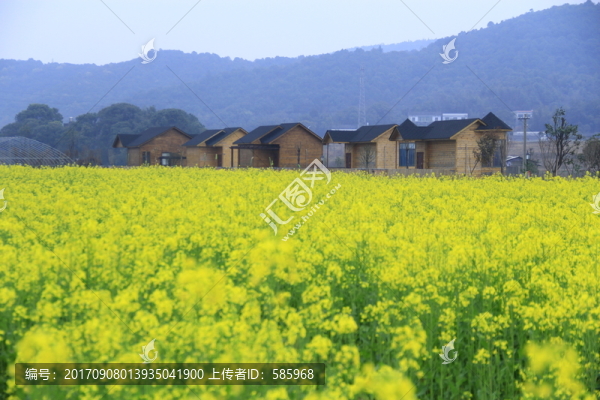 含浦沃之園油菜花海