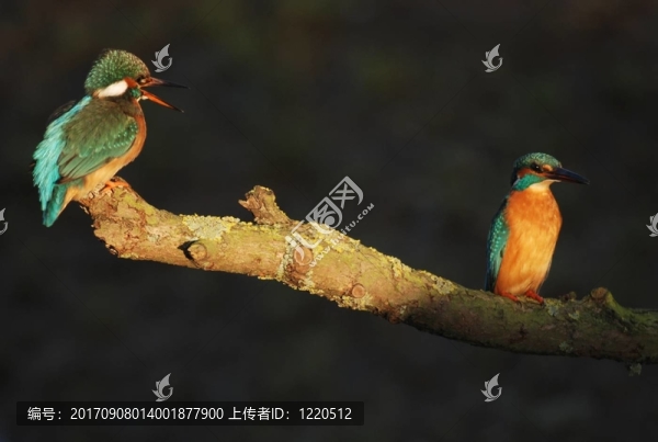 翠鳥夫婦