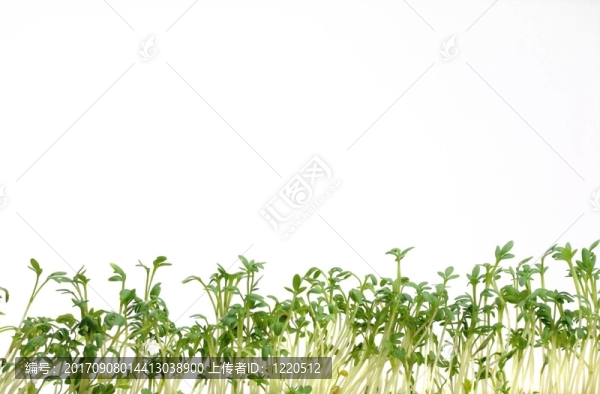 水芹白