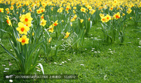 narzissenwiese