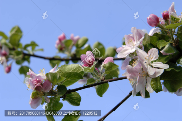 蘋果花