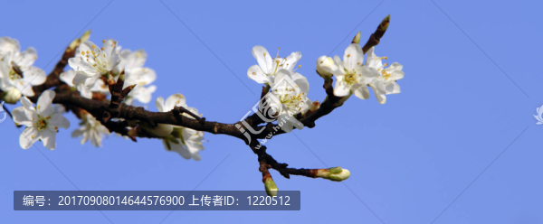 櫻花