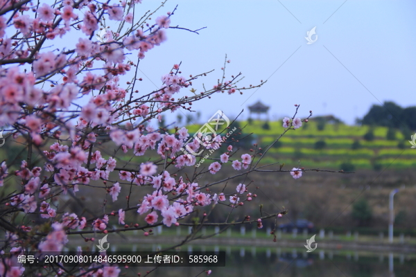 百果園