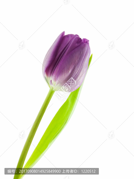 花卉