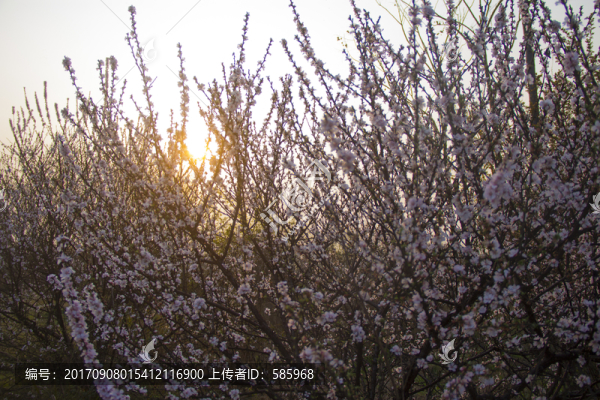 逆光杏花