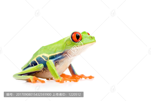 動物