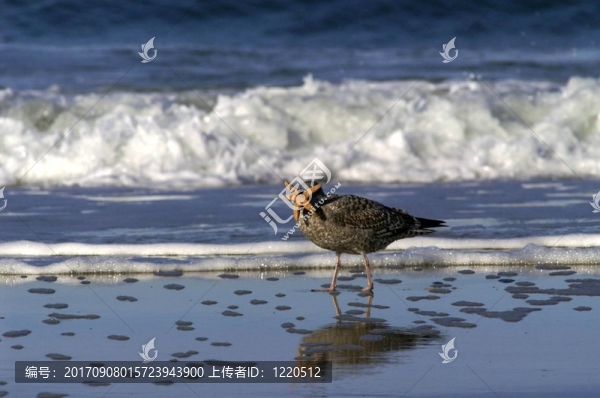 水